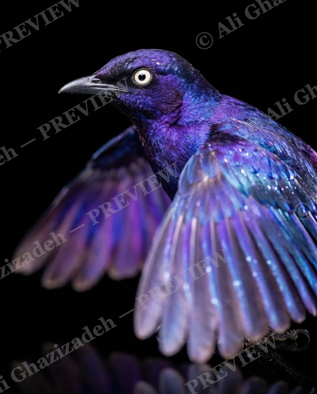 Trick of the Light — Violet Wings, Mirror Below — Starling artwork by Ali Ghazizadeh