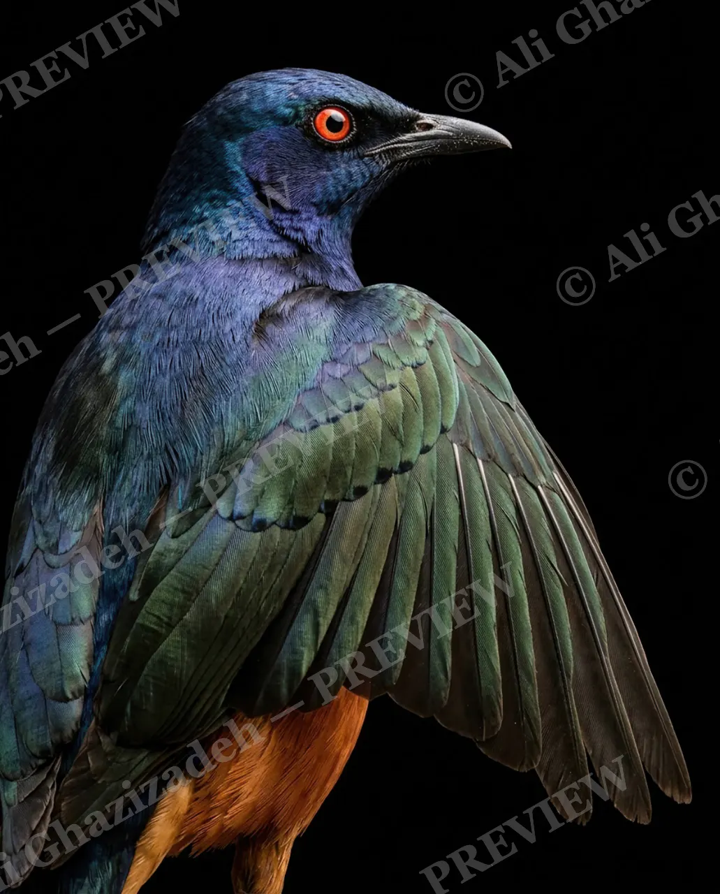 Trick of the Light — Wing Open, Rust Belly — Starling artwork by Ali Ghazizadeh