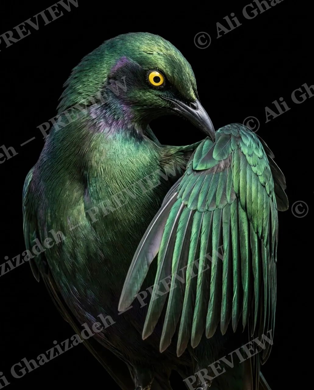 Trick of the Light — Wing Tucked to Chin — Starling artwork by Ali Ghazizadeh