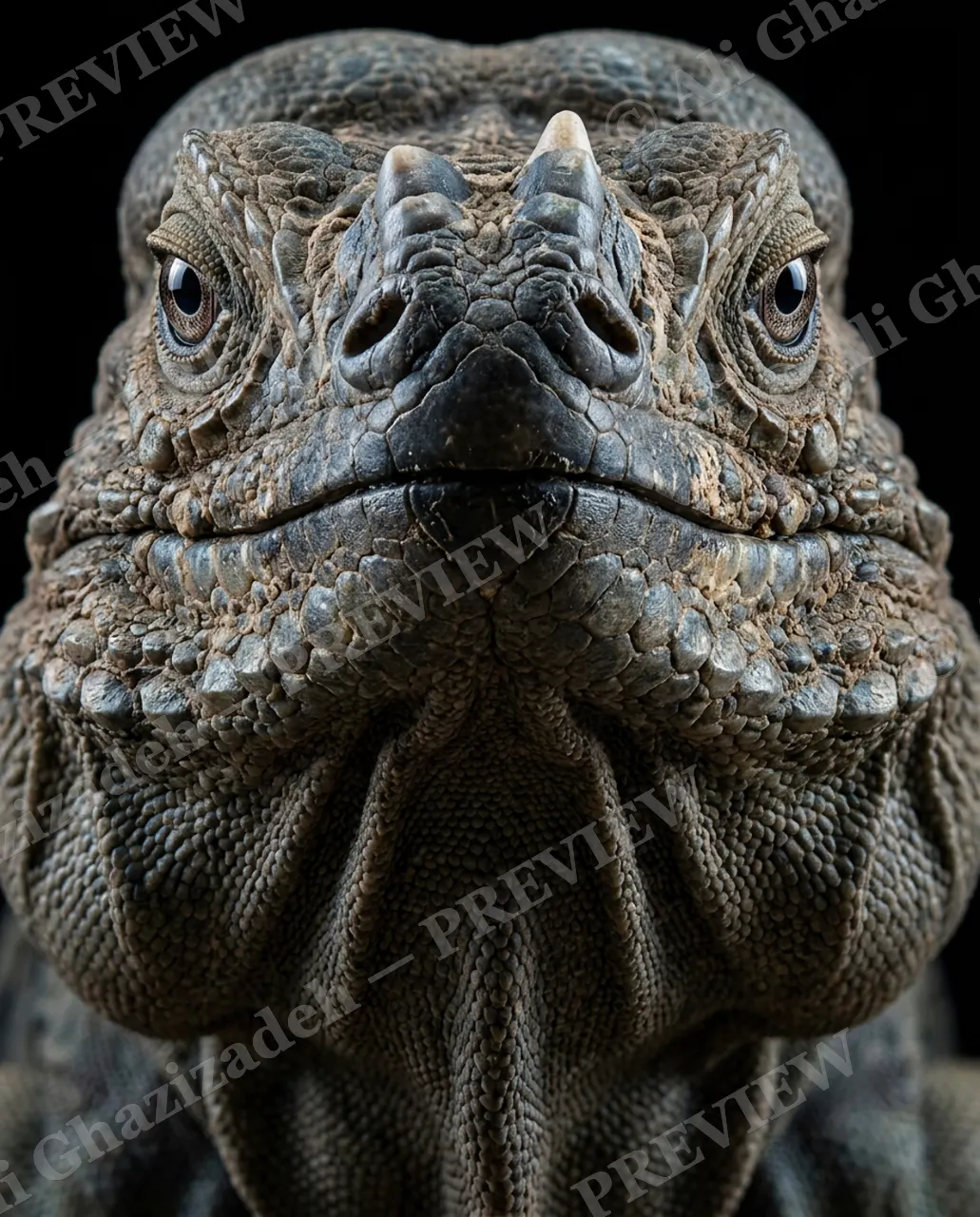 Not a Chameleon — Back to Neutral — Marine iguana artwork by Ali Ghazizadeh