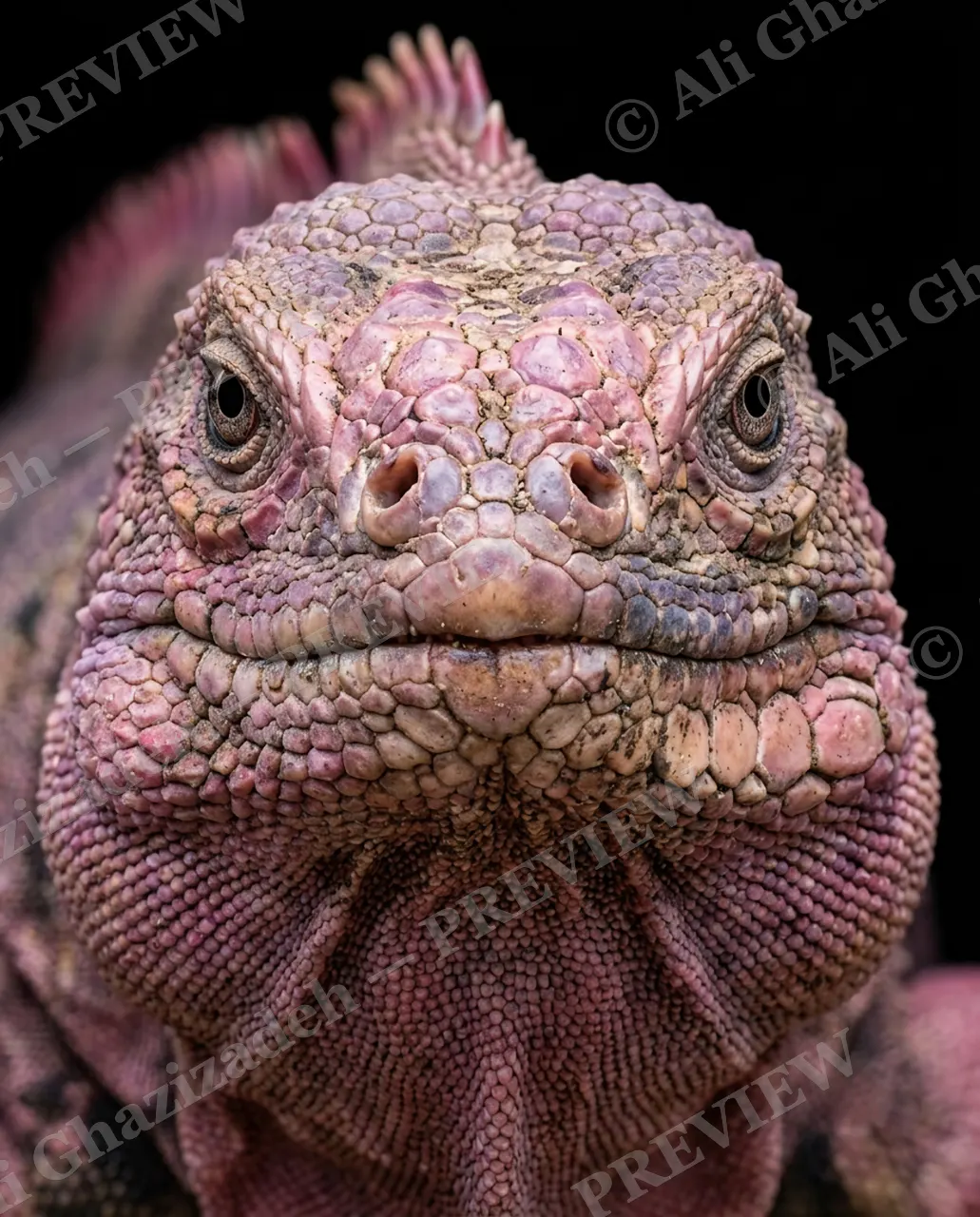 Not a Chameleon — Blush Mode — Marine iguana artwork by Ali Ghazizadeh