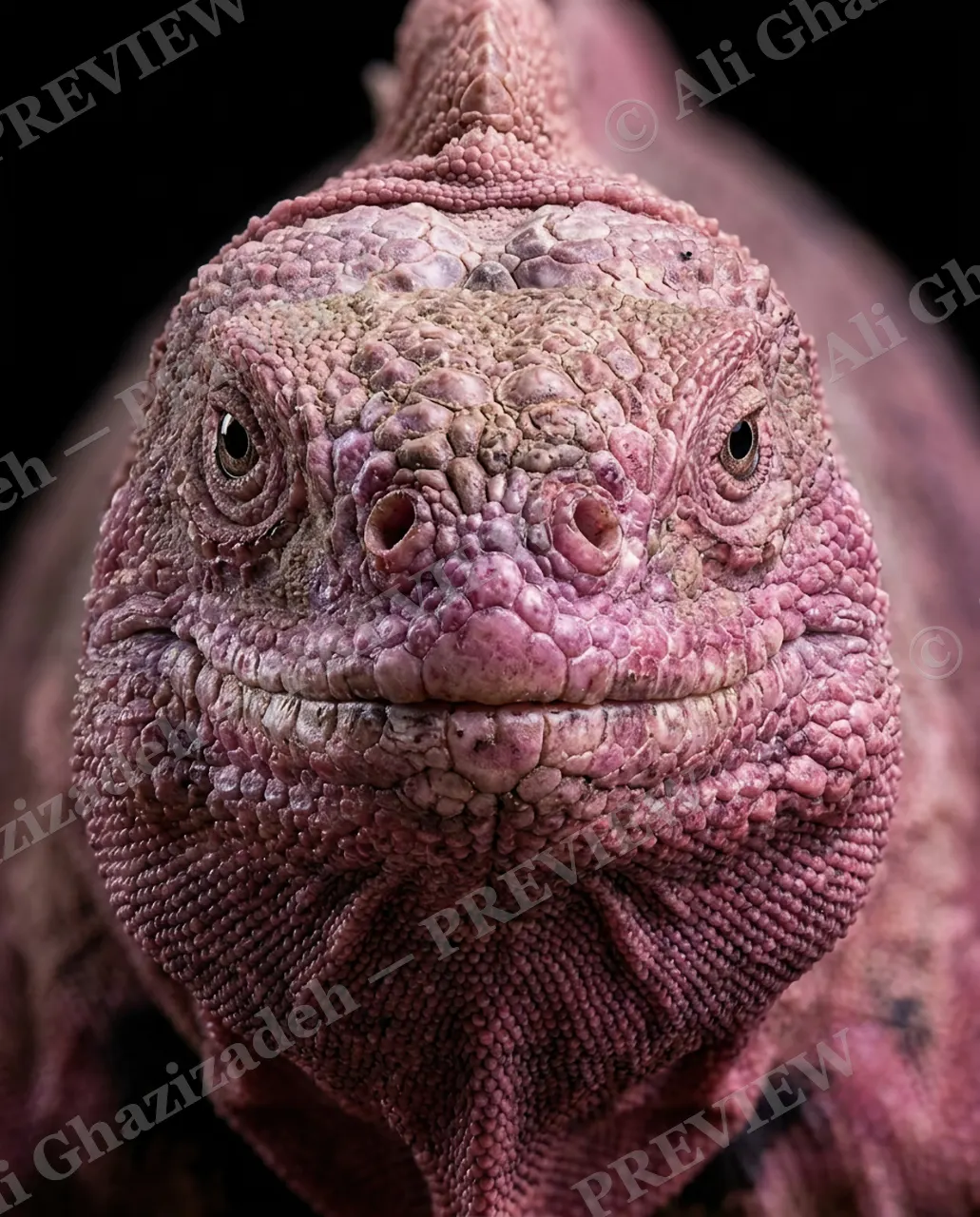 Not a Chameleon — Cotton Candy — Marine iguana artwork by Ali Ghazizadeh
