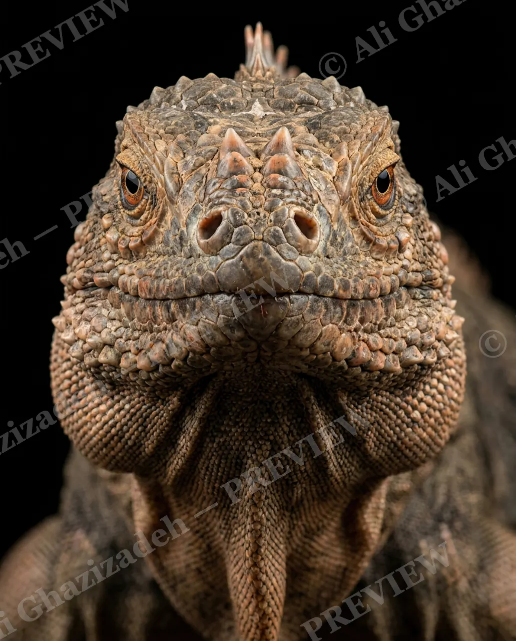 Not a Chameleon — Crest Rising — Marine iguana artwork by Ali Ghazizadeh