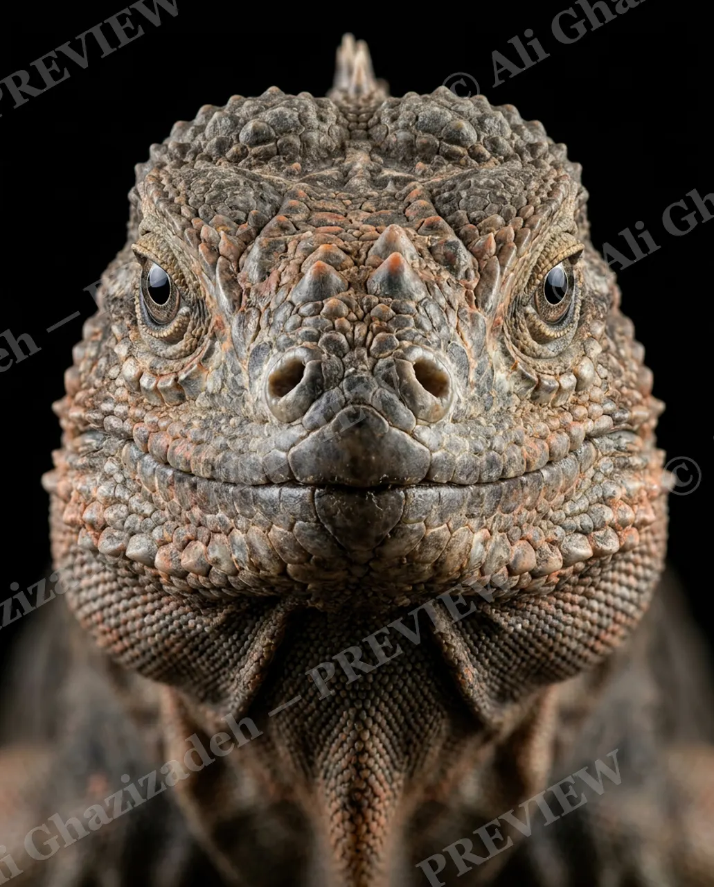 Not a Chameleon — First Spike — Marine iguana artwork by Ali Ghazizadeh