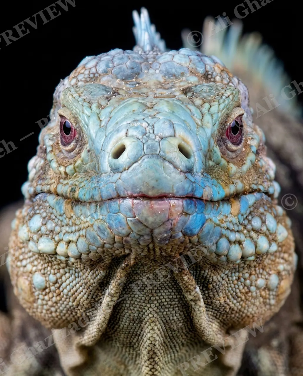 Not a Chameleon — Frost Blue — Marine iguana artwork by Ali Ghazizadeh