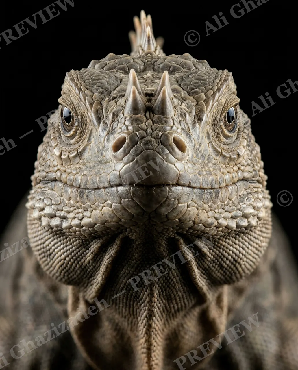 Not a Chameleon — Full Crown — Marine iguana artwork by Ali Ghazizadeh
