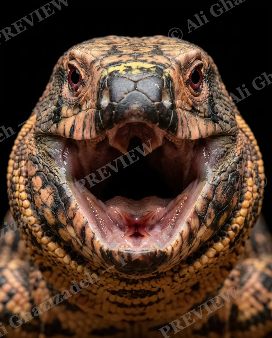 Not a Chameleon — Full Roar — Marine iguana artwork by Ali Ghazizadeh