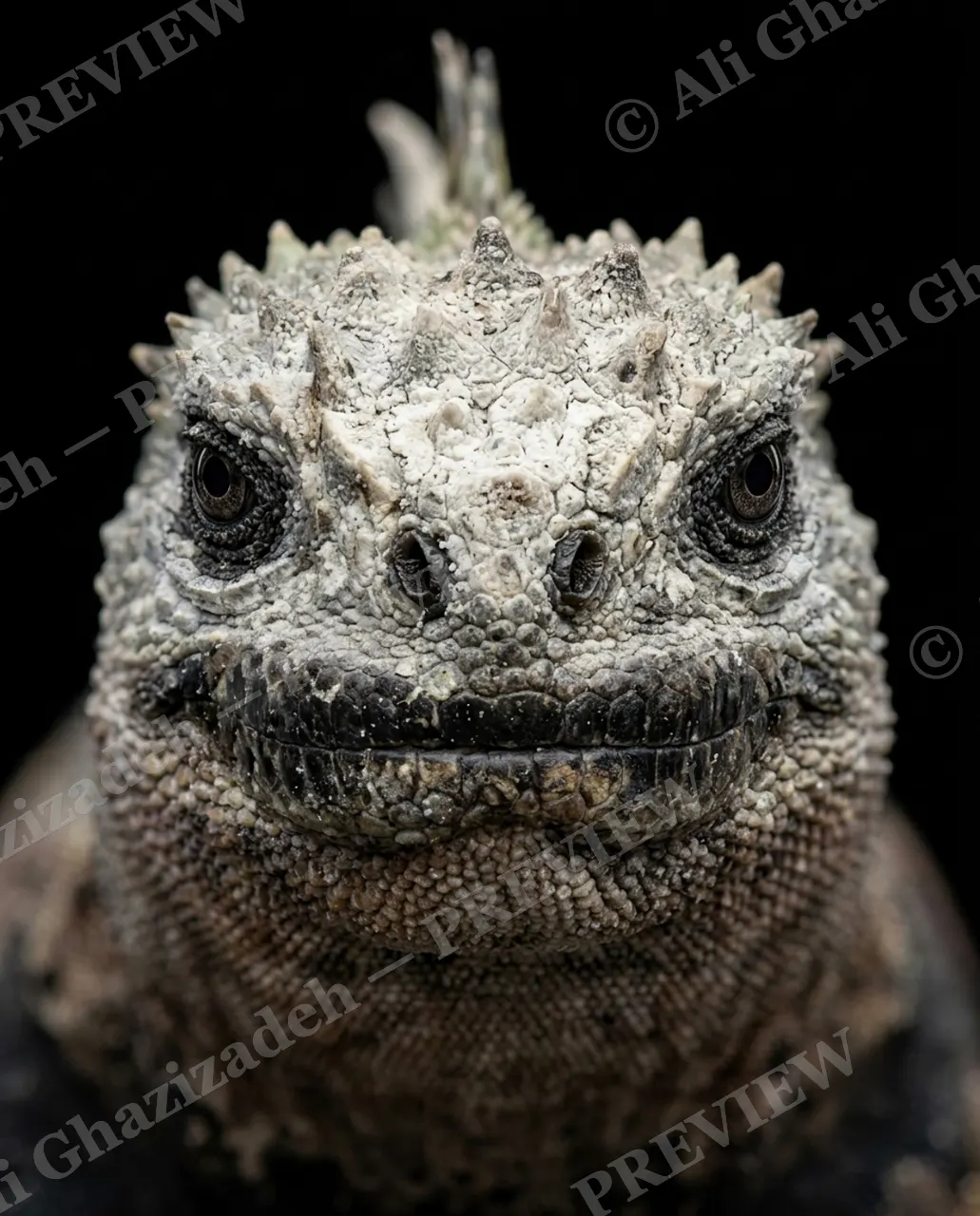 Not a Chameleon — Ghost White — Marine iguana artwork by Ali Ghazizadeh