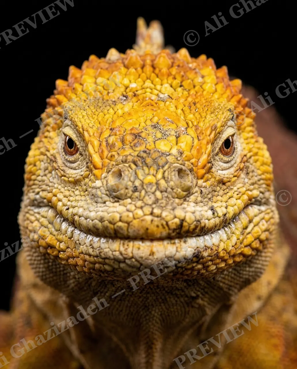 Not a Chameleon — Golden Grin — Marine iguana artwork by Ali Ghazizadeh