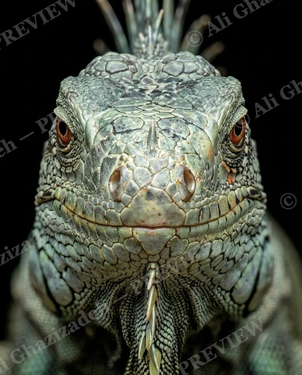 Not a Chameleon — Jungle Green — Marine iguana artwork by Ali Ghazizadeh