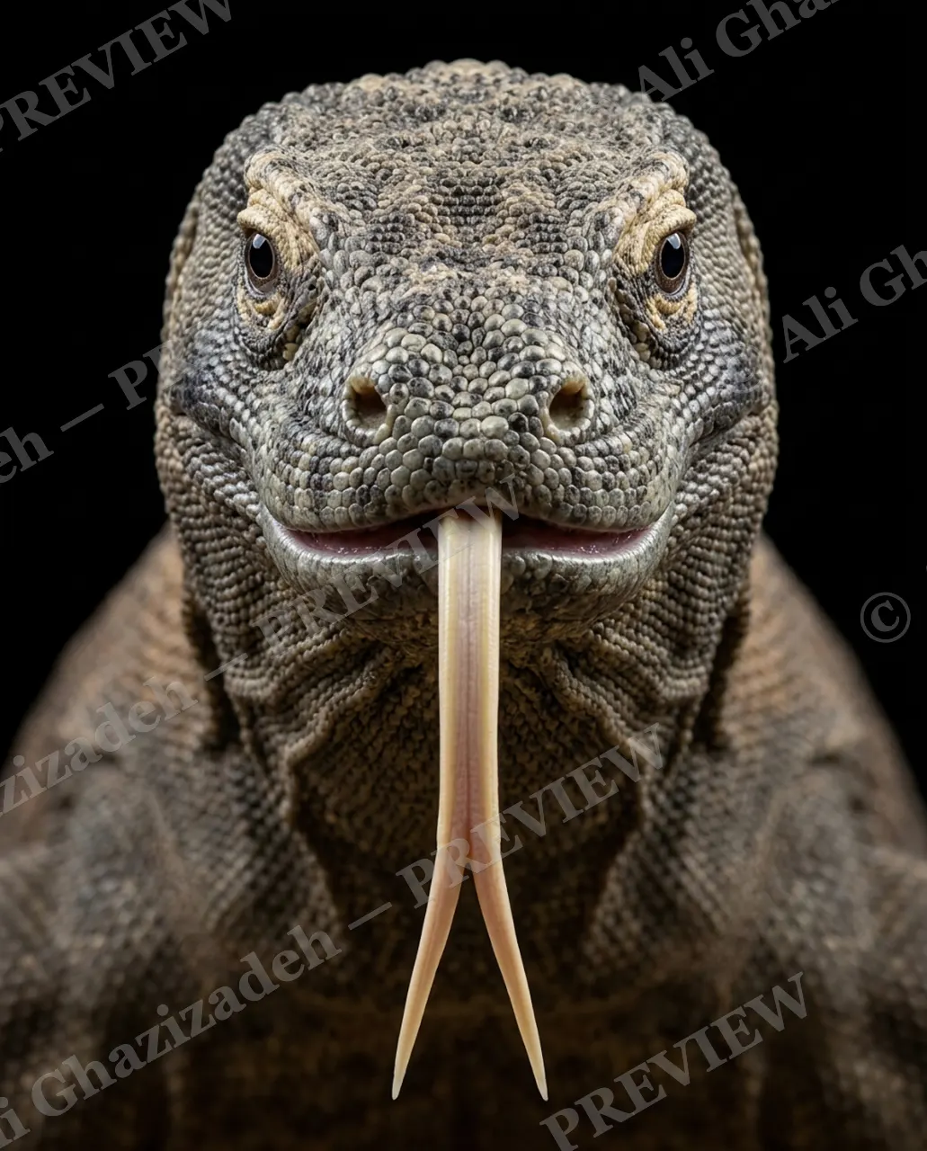 Not a Chameleon — Tasting the Air — Marine iguana artwork by Ali Ghazizadeh