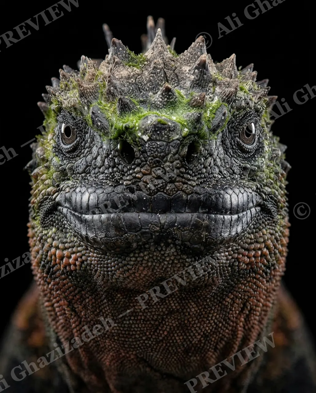Not a Chameleon — Moss Grown — Marine iguana artwork by Ali Ghazizadeh