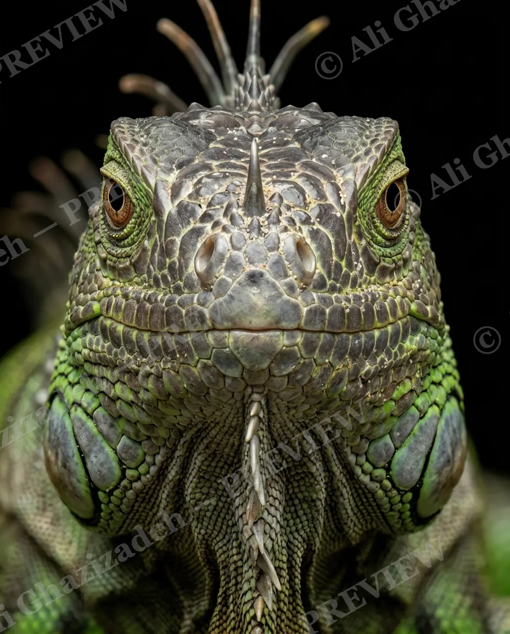 Not a Chameleon — Olive Branch — Marine iguana artwork by Ali Ghazizadeh