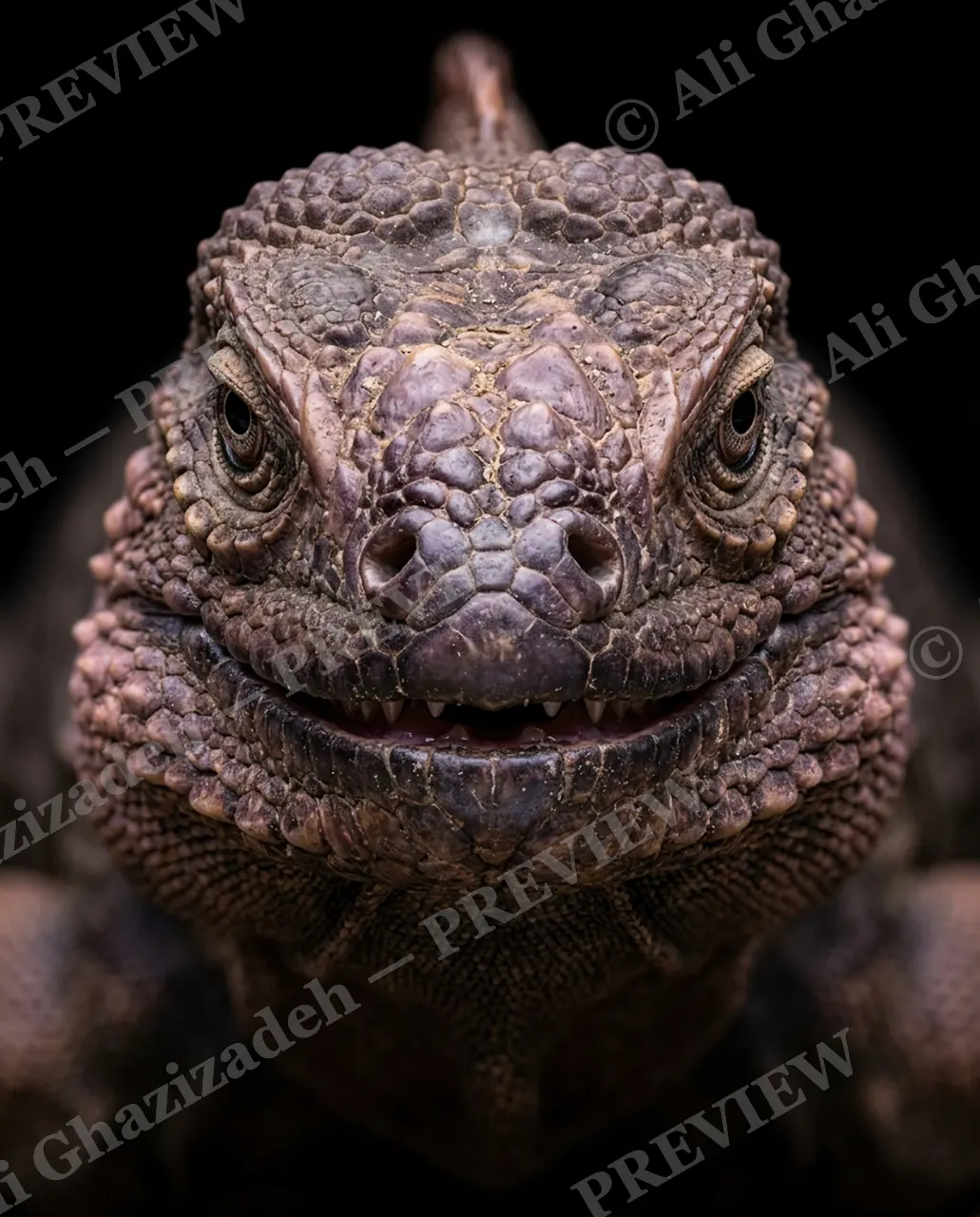Not a Chameleon — Purple Grin — Marine iguana artwork by Ali Ghazizadeh