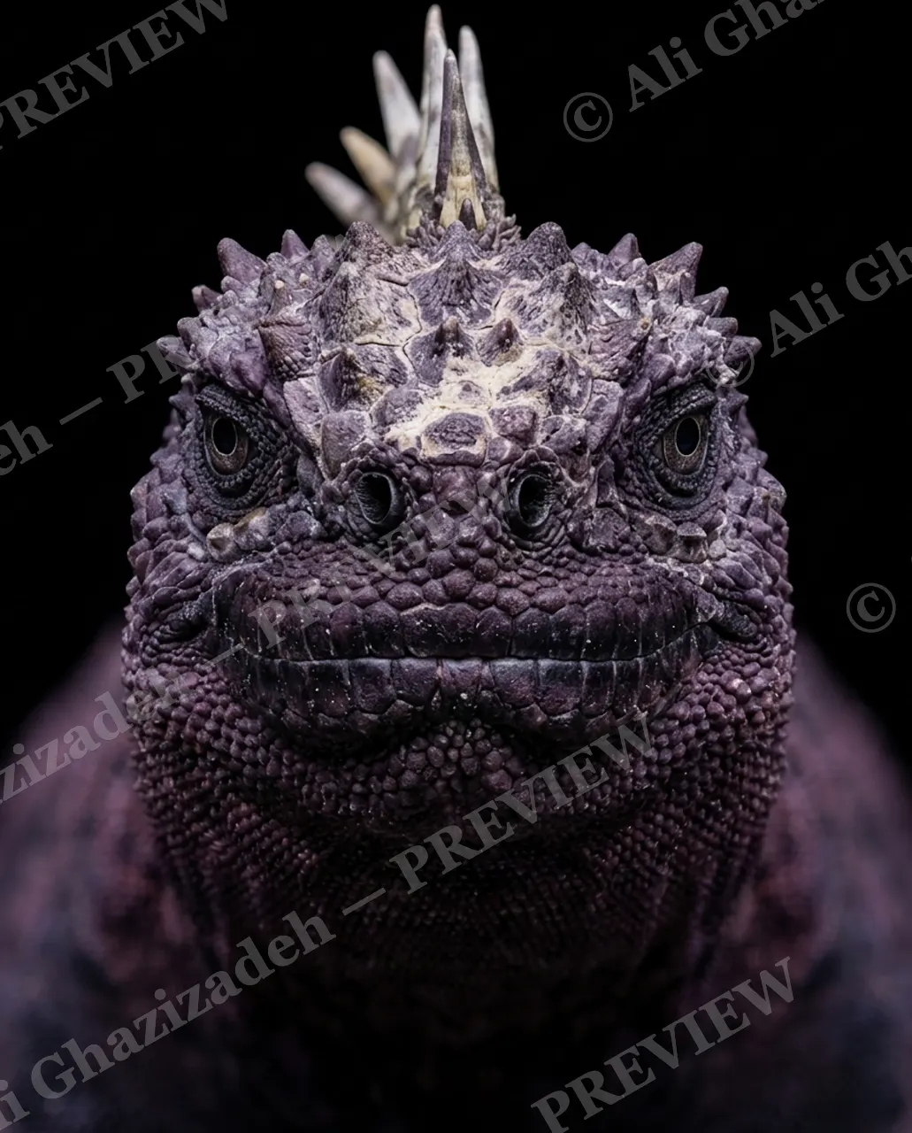 Not a Chameleon — Royal Purple — Marine iguana artwork by Ali Ghazizadeh