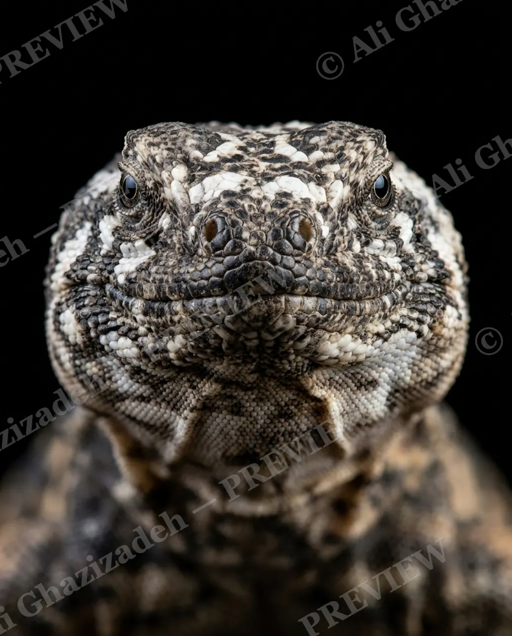 Not a Chameleon — Salt and Stone — Marine iguana artwork by Ali Ghazizadeh