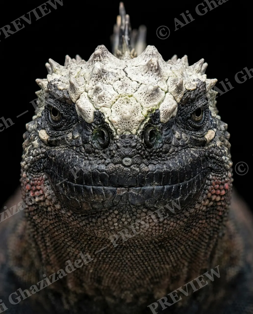 Not a Chameleon — Salt-Crusted Crown — Marine iguana artwork by Ali Ghazizadeh