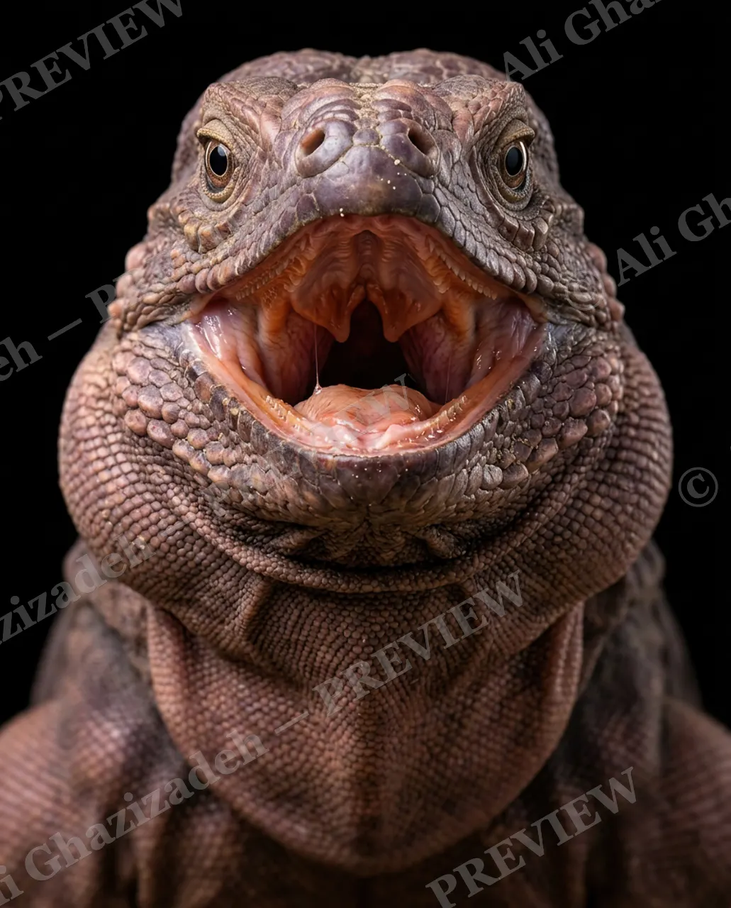Not a Chameleon — Say Cheese — Marine iguana artwork by Ali Ghazizadeh
