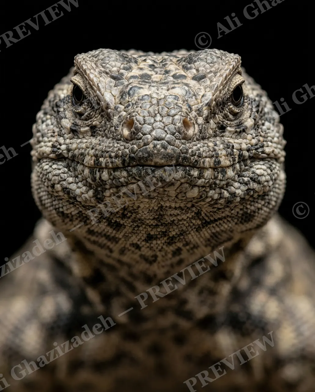 Not a Chameleon — Stone-Faced — Marine iguana artwork by Ali Ghazizadeh