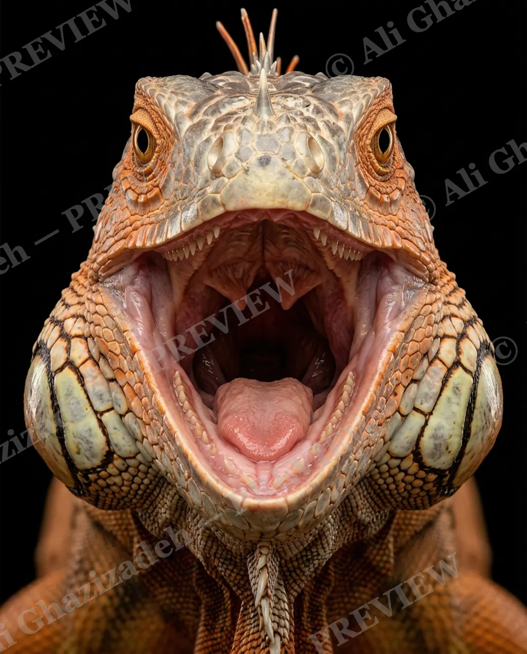 Not a Chameleon — Wide-Mouthed Warning — Marine iguana artwork by Ali Ghazizadeh