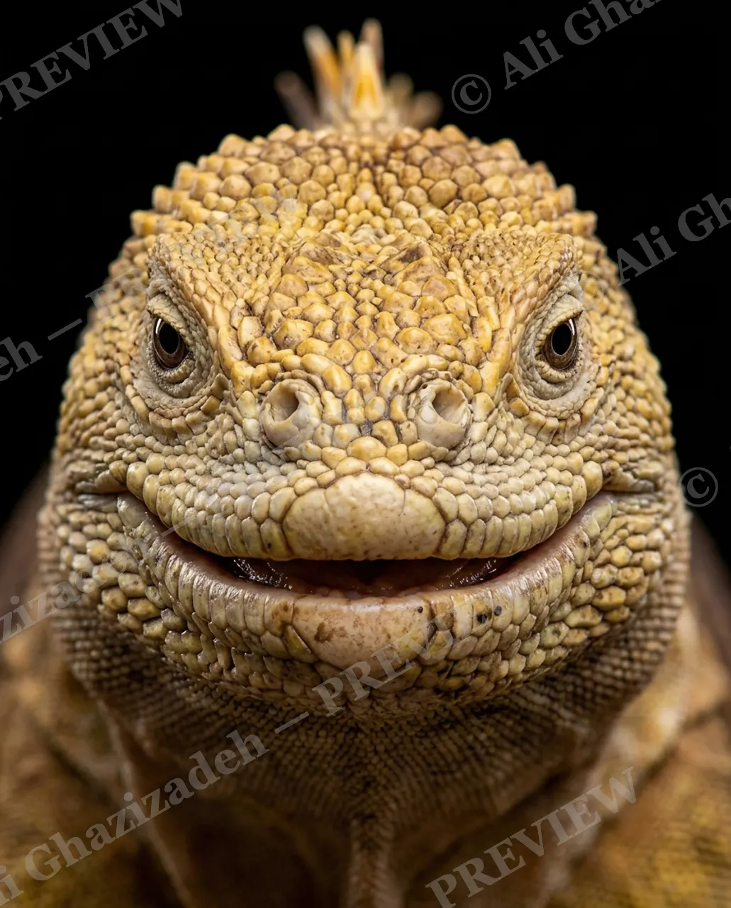 Not a Chameleon — Yellow Grin — Marine iguana artwork by Ali Ghazizadeh