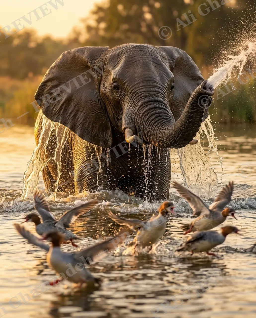 Trunk's Revenge — Trunk's Revenge — African bush elephant artwork by Ali Ghazizadeh