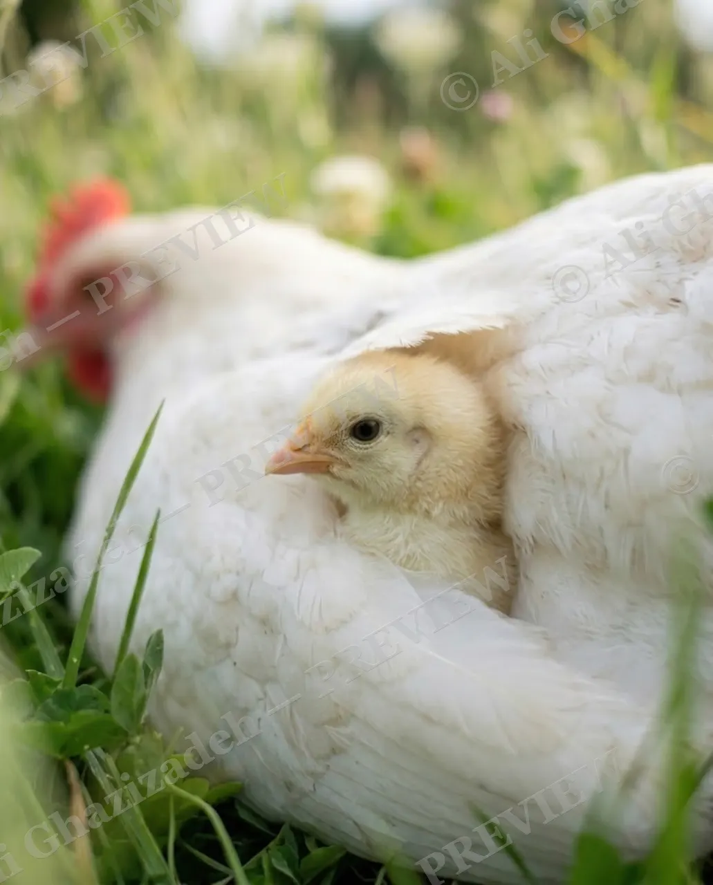 Under Her Wing — First Peek — Chicken artwork by Ali Ghazizadeh