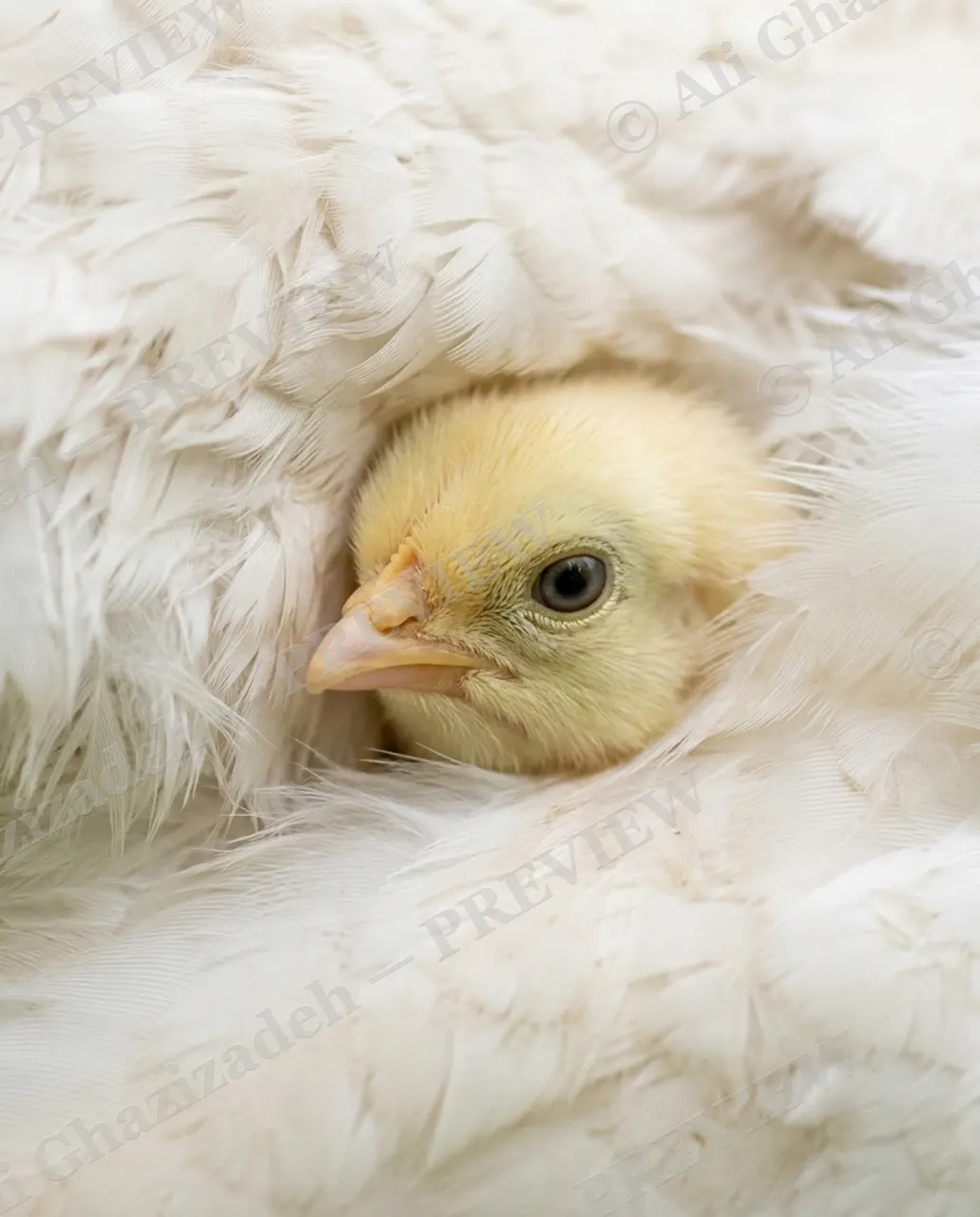 Under Her Wing — Safe Inside — Chicken artwork by Ali Ghazizadeh
