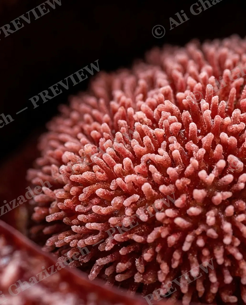 Undercover Bloom — Anemone or Petal? — Sea anemone artwork by Ali Ghazizadeh
