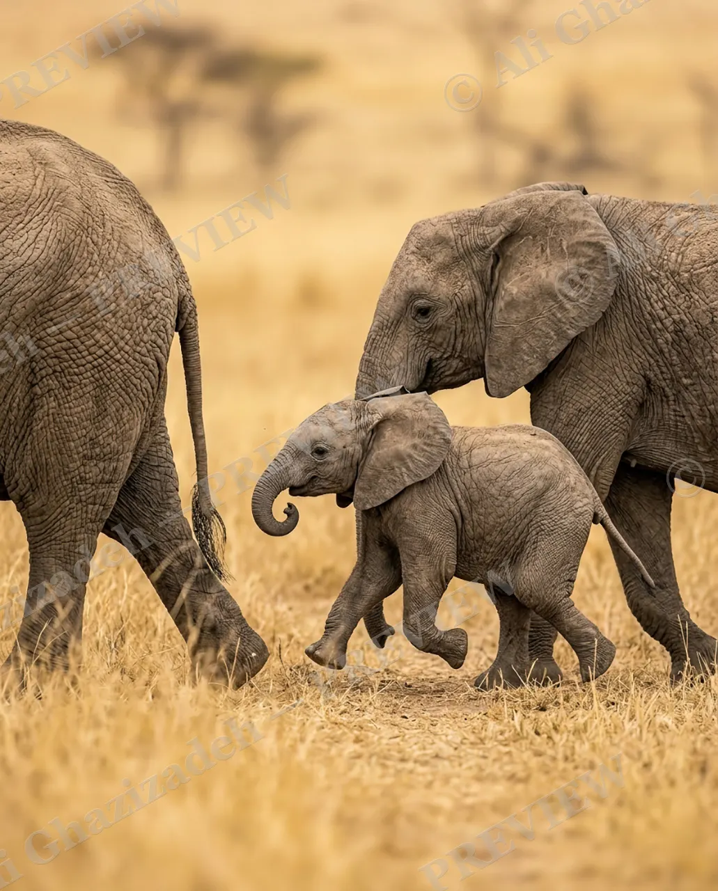 Underfoot — Between the Giants — African bush elephant artwork by Ali Ghazizadeh