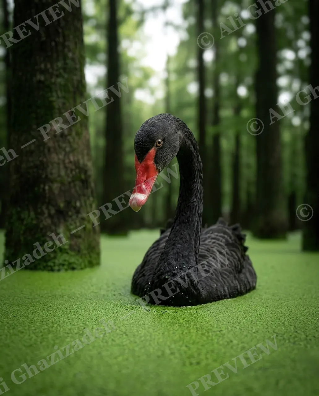 Walking on Water — The Green Deception — Black swan artwork by Ali Ghazizadeh