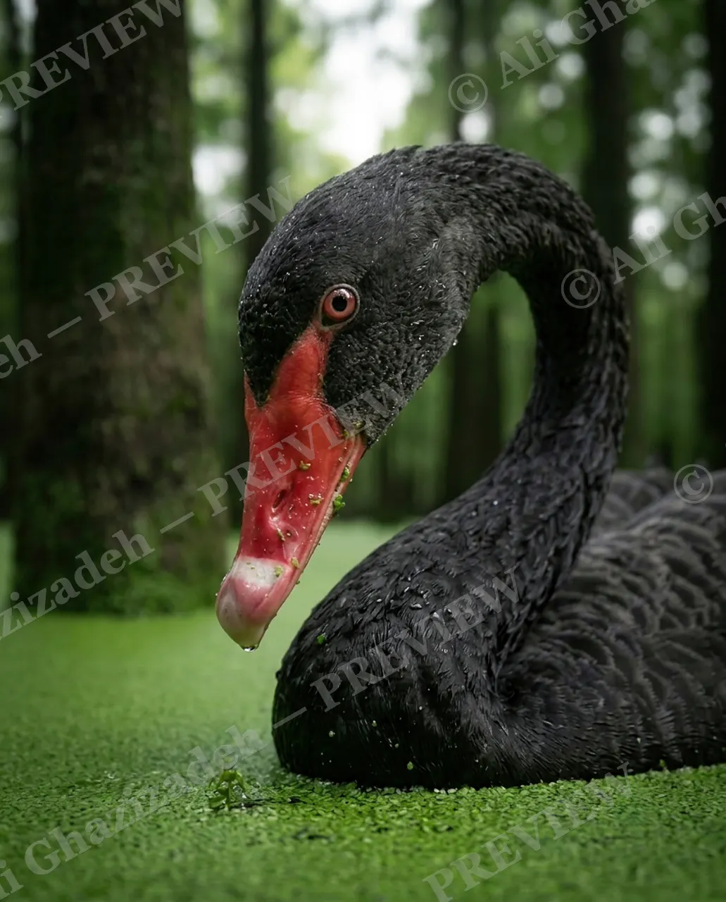 Walking on Water — Proof of Water — Black swan artwork by Ali Ghazizadeh
