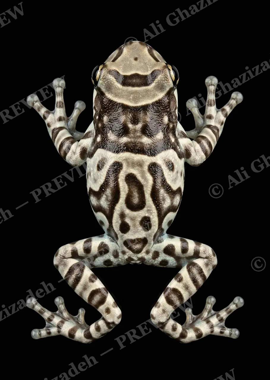 Warning Labels — Bark Disguise — Poison dart frog artwork by Ali Ghazizadeh