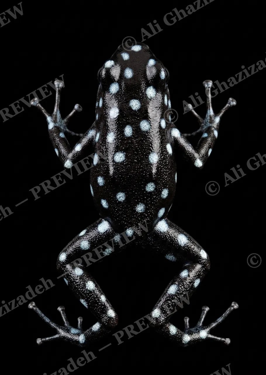 Warning Labels — Polka Dot Poison — Poison dart frog artwork by Ali Ghazizadeh