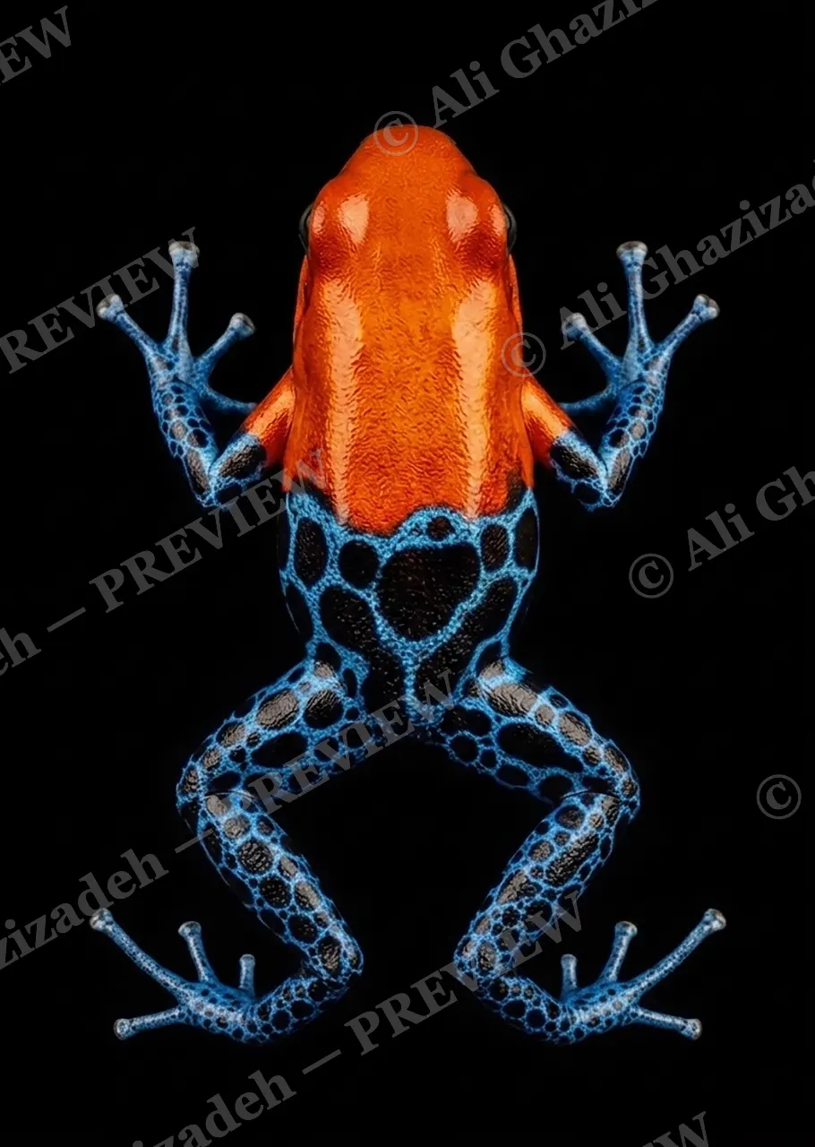 Warning Labels — Sunset Warning — Poison dart frog artwork by Ali Ghazizadeh