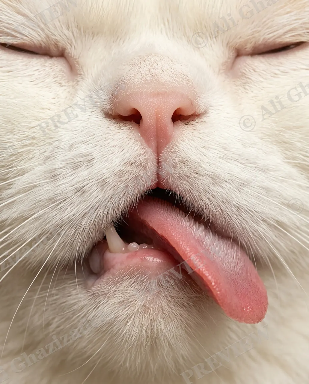 Whisker Distance — Caught Mid-Lick — Domestic cat artwork by Ali Ghazizadeh