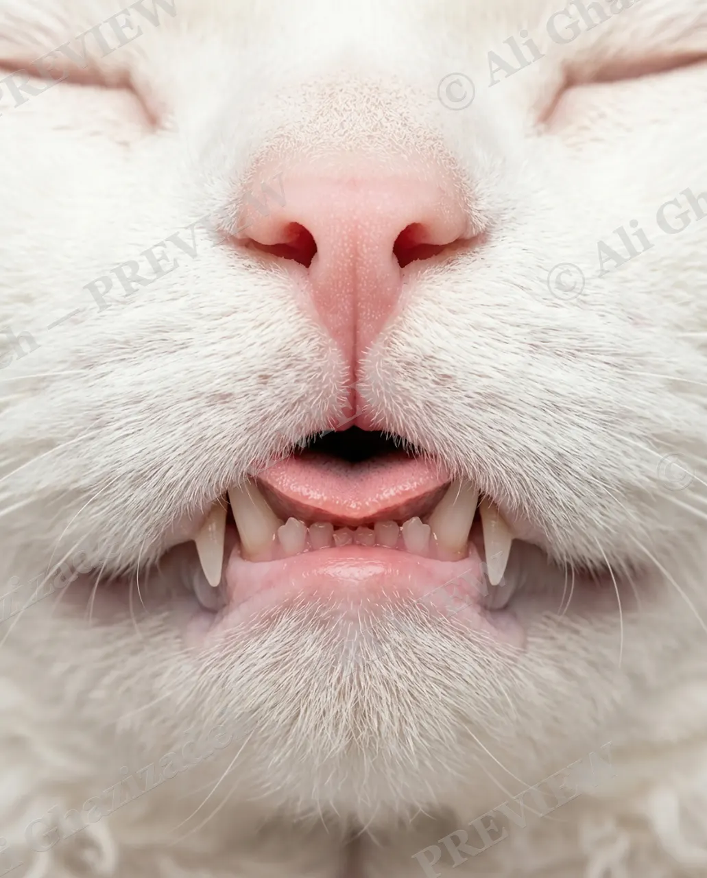 Whisker Distance — Little Snarl — Domestic cat artwork by Ali Ghazizadeh