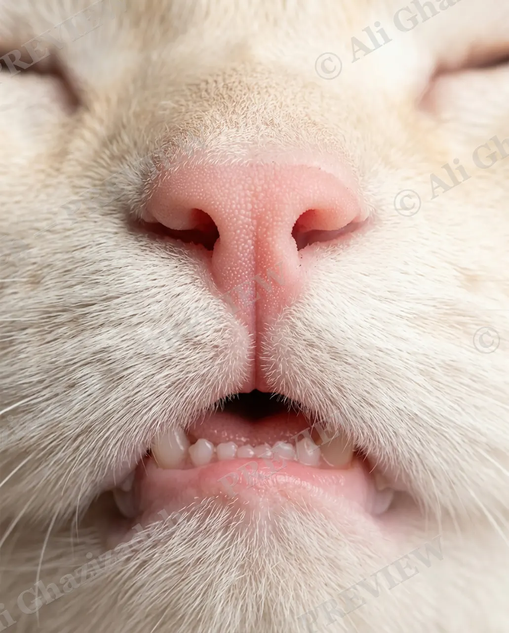 Whisker Distance — Quiet Nose — Domestic cat artwork by Ali Ghazizadeh