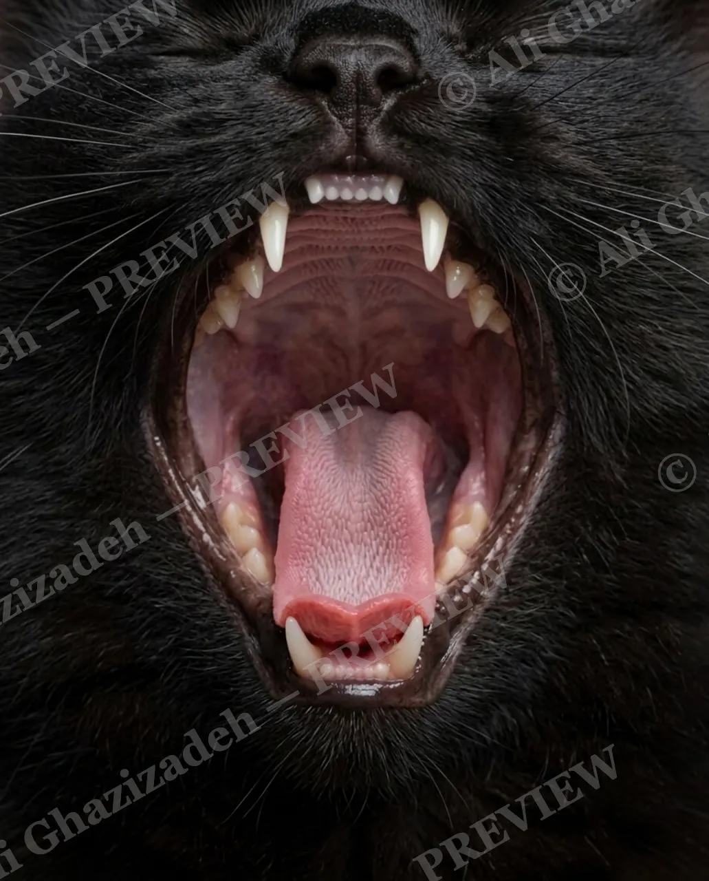 Whisker Distance — Midnight Roar — Domestic cat artwork by Ali Ghazizadeh