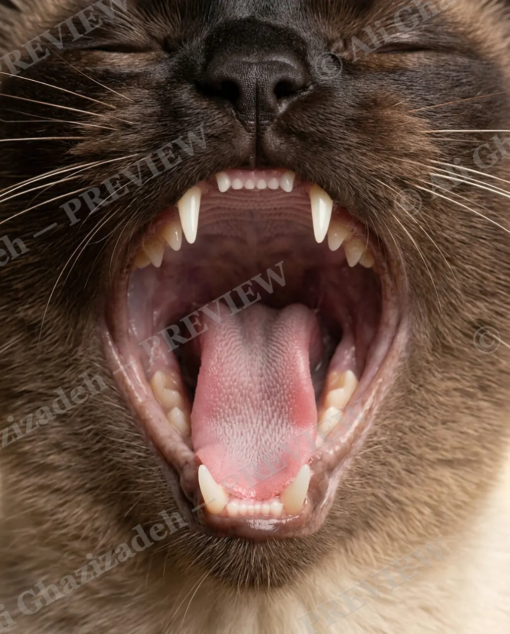 Whisker Distance — Siamese Roar — Domestic cat artwork by Ali Ghazizadeh