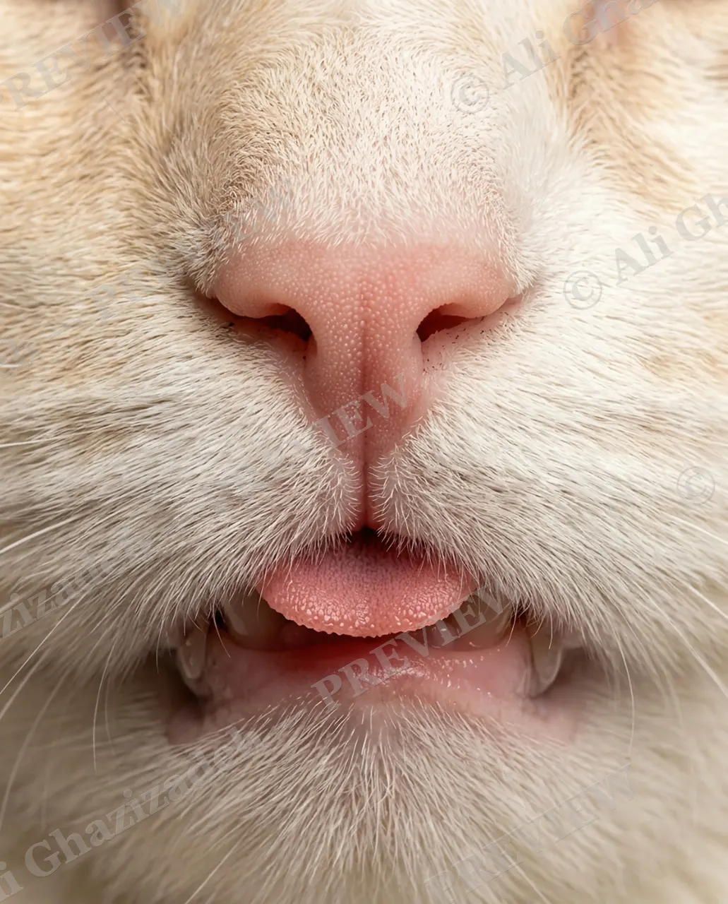 Whisker Distance — Soft Nose — Domestic cat artwork by Ali Ghazizadeh
