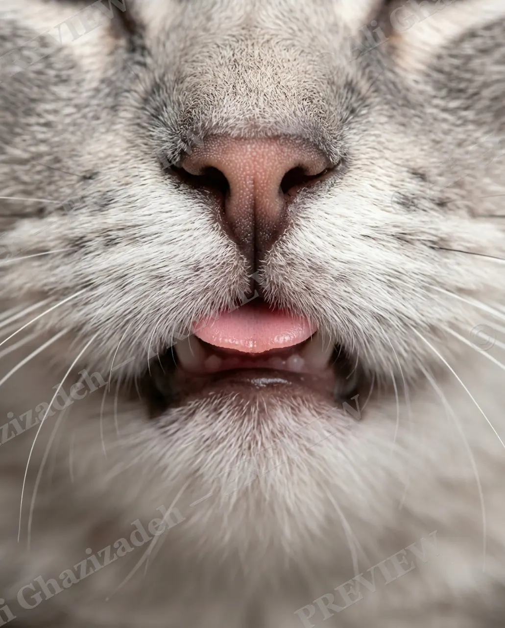 Whisker Distance — Tiny Tongue — Domestic cat artwork by Ali Ghazizadeh