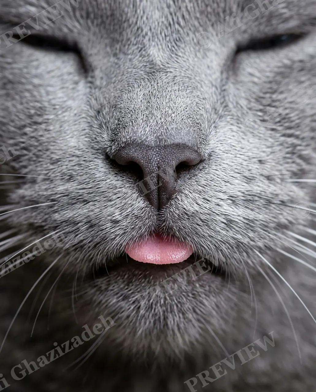 Whisker Distance — Tongue Tip — Domestic cat artwork by Ali Ghazizadeh