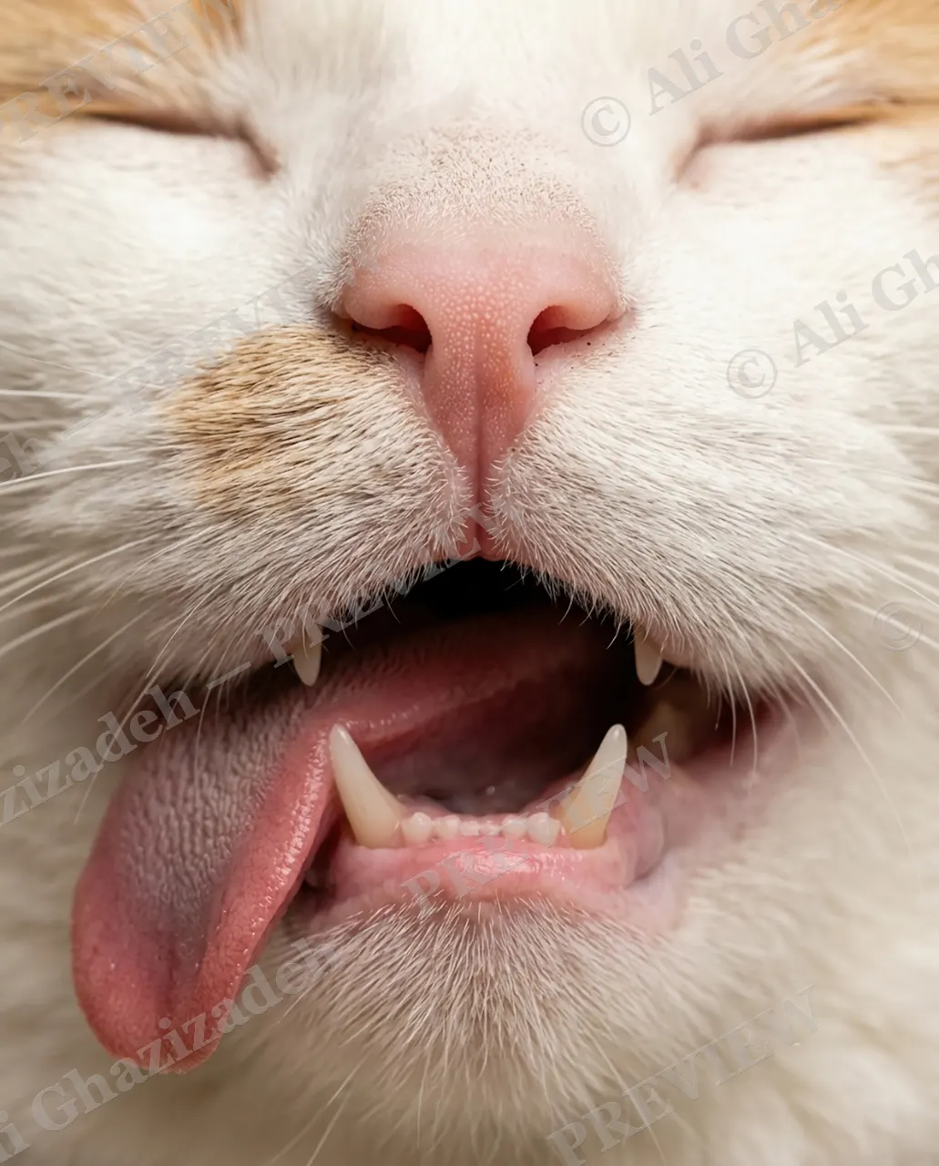 Whisker Distance — Wide Yawn — Domestic cat artwork by Ali Ghazizadeh