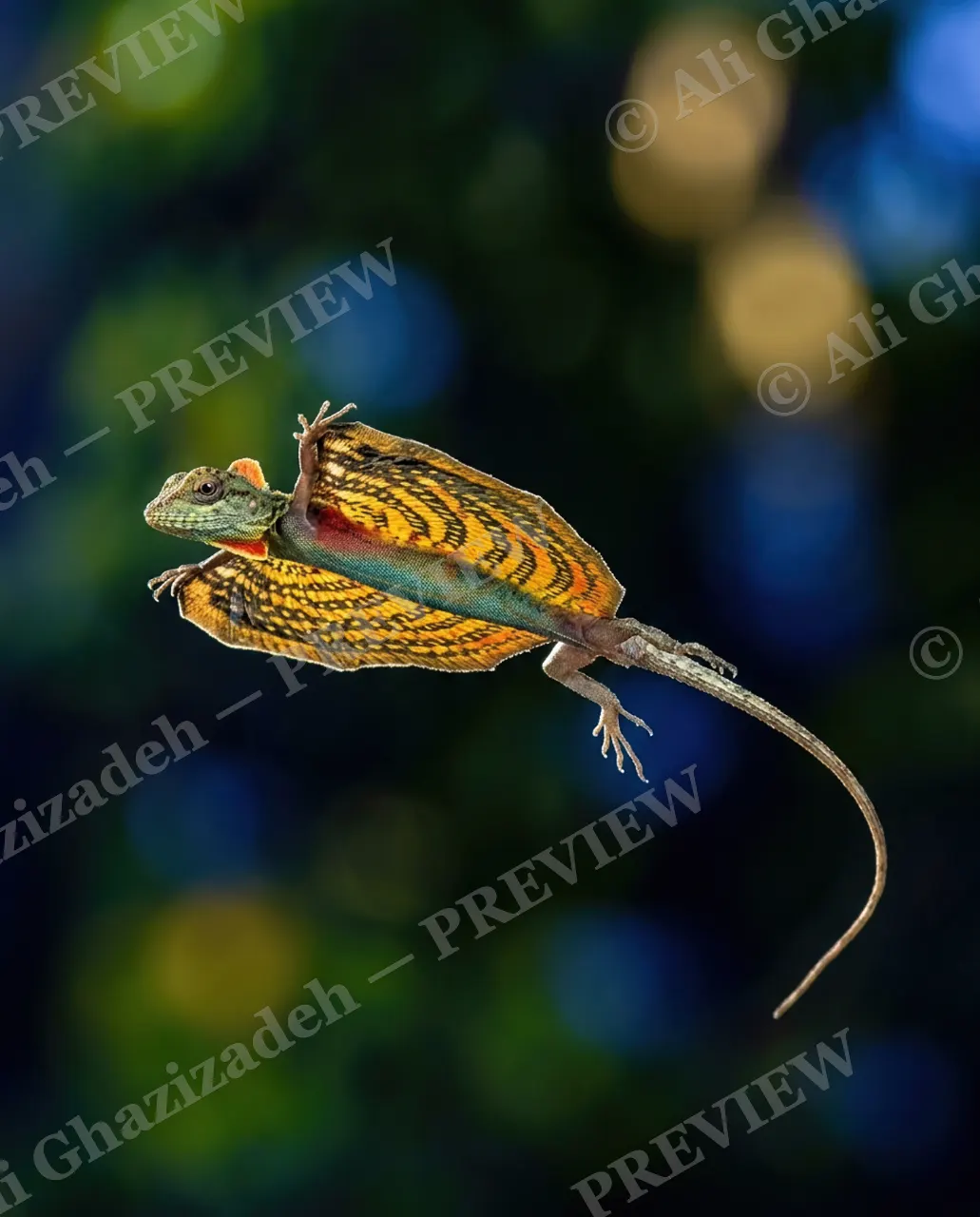 Wing It — Wings Unfurled — Lizard artwork by Ali Ghazizadeh