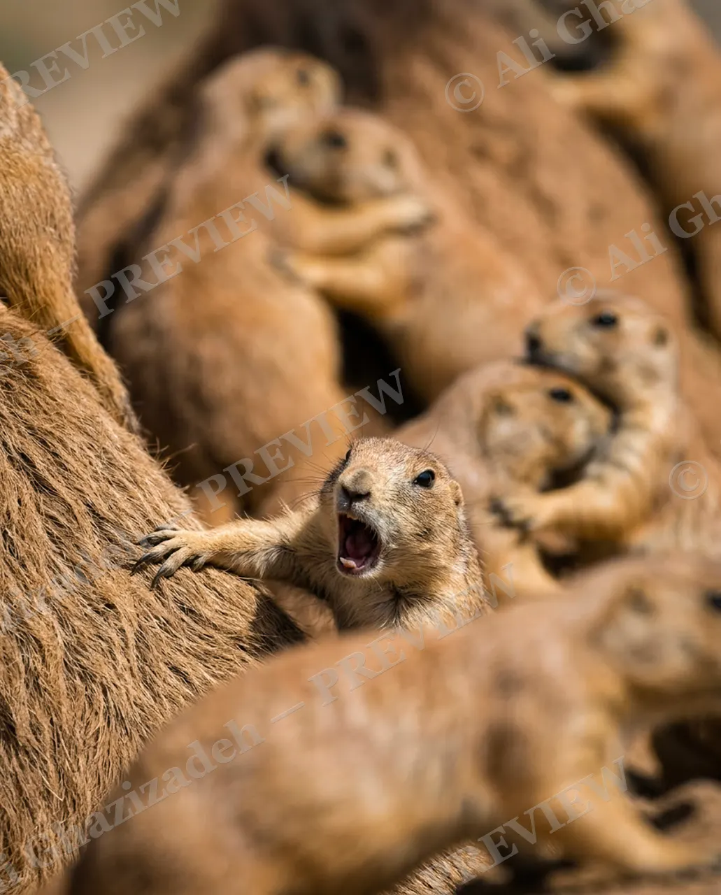 Standing Room Only — Save My Seat — Bactrian camel artwork by Ali Ghazizadeh