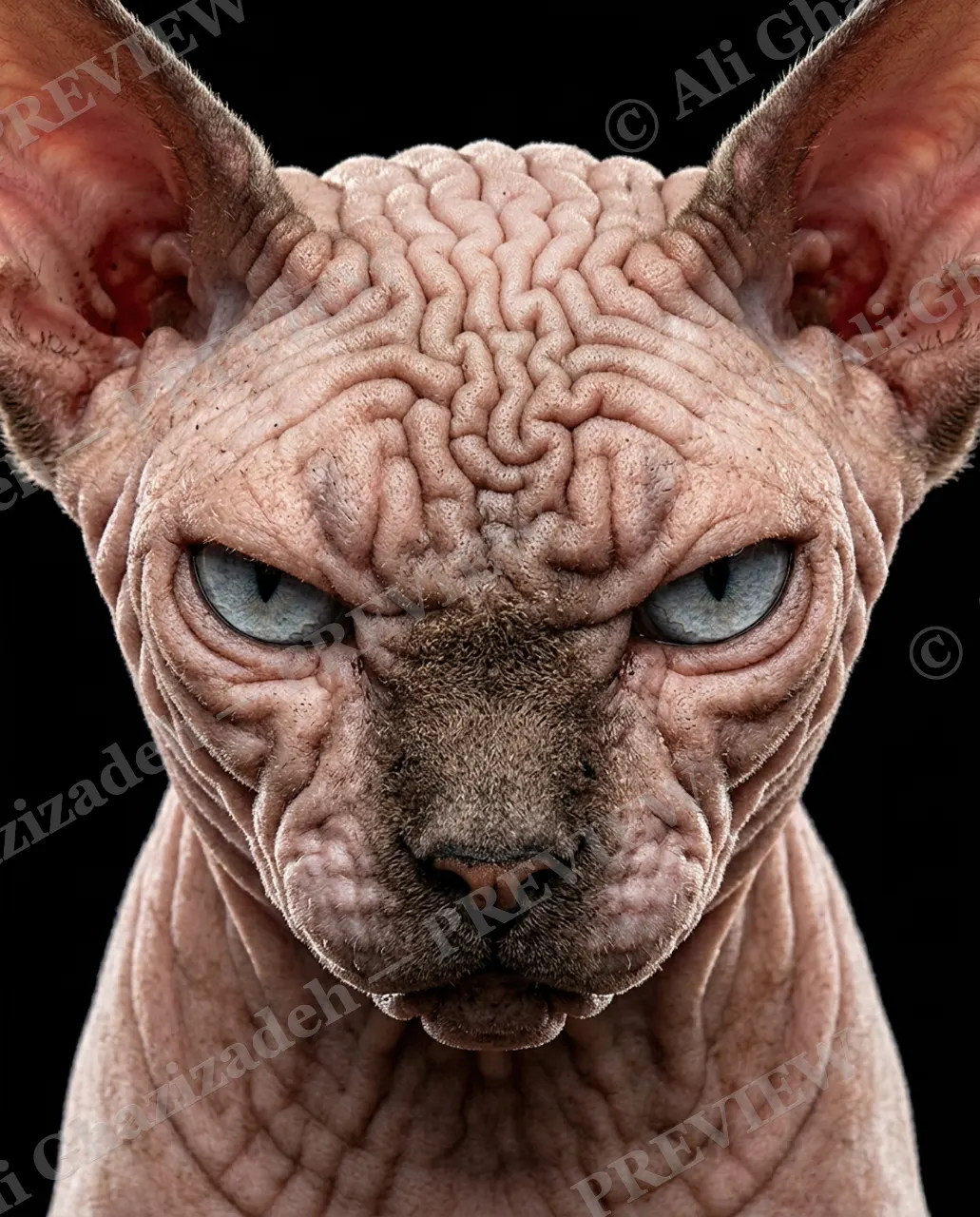 Creased to Meet You — Brainy Wrinkles — Domestic dog artwork by Ali Ghazizadeh