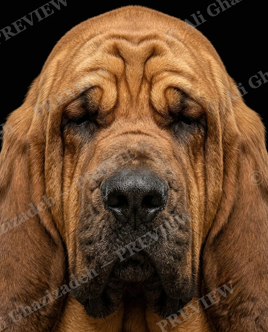 Creased to Meet You — Droopy By Design — Domestic dog artwork by Ali Ghazizadeh