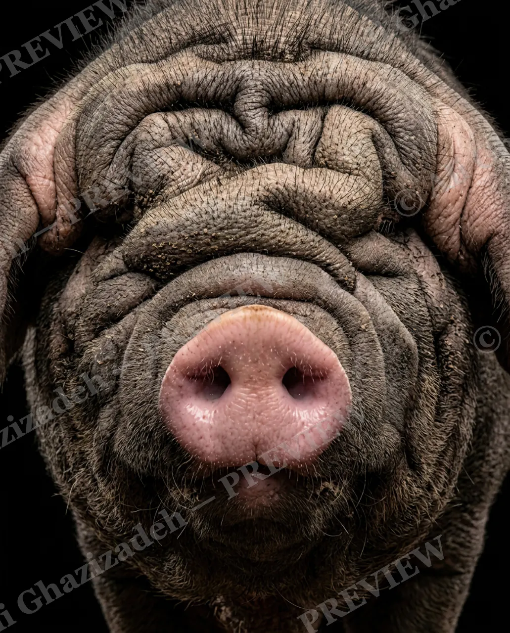 Creased to Meet You — Snout Full of Creases — Domestic dog artwork by Ali Ghazizadeh