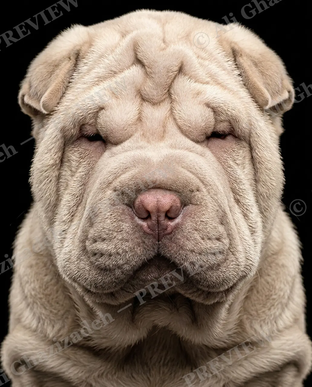 Creased to Meet You — Wrinkle Champion — Domestic dog artwork by Ali Ghazizadeh